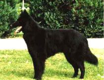 INTCH NORDCH SUCH NUCH DKUCH SV-95 KBHV-95 KBHV-98 Tjh LP KORAD.
Nightrunner's Windy-Girl 