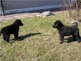 Welcome to read about our groenendael litters



The first litter (W-litter) was born 1993. The mother was Winnie, who then became the grand mother and great  grandmother to many more Nightrunners...The last groenendael litter was born 2004.