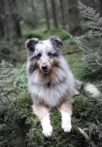 SE VCH RLDN RLDF RLDA Nightrunner’s True Beloved (Vilda)