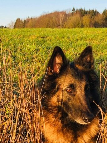 SE RALLYCH SPH 1 Nightrunner’s Chablis (Chicki)