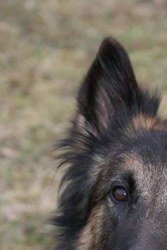 SE RALLYCH RLDN&F&A Nightrunner’s Repeat for Happiness (Bezta)