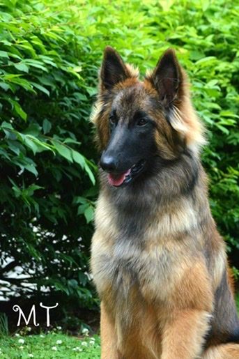 AM GCH Nightrunner’s Final Choice
